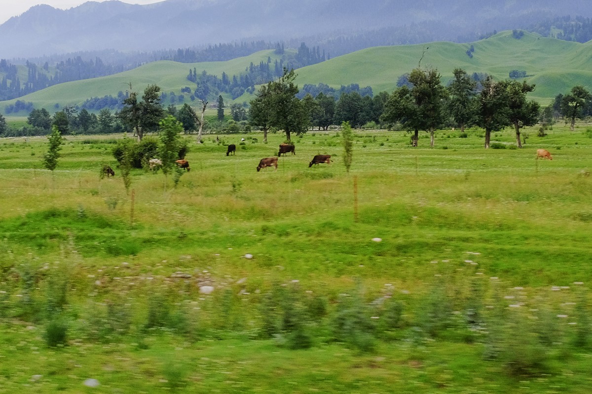 傍晚阴雨中在那拉提的随拍