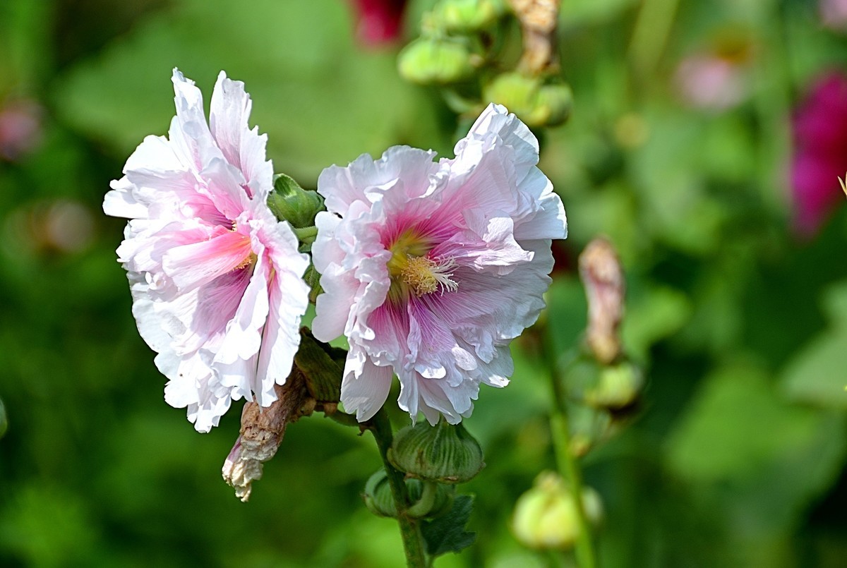 2024蜀葵花（5）