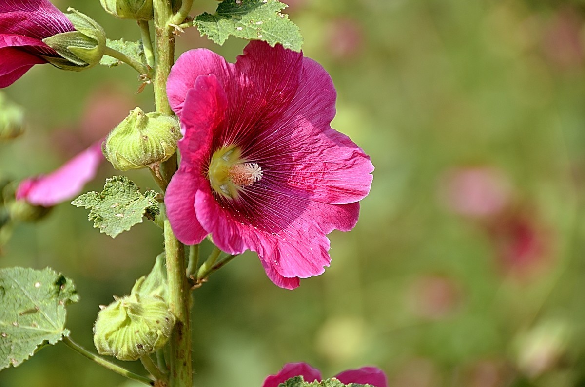2024蜀葵花（5）