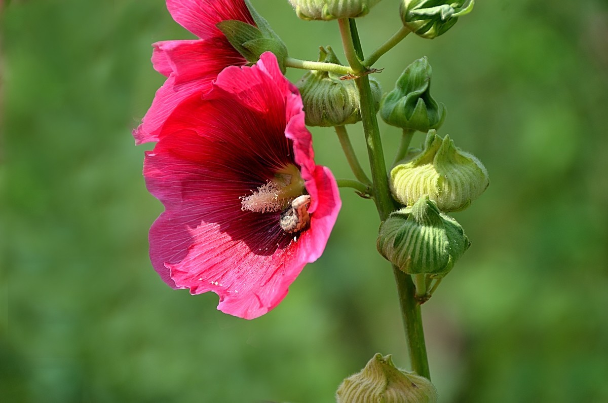 2024蜀葵花（5）