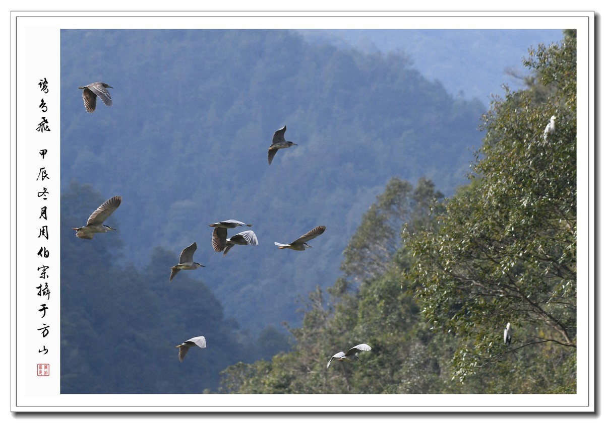 尼康D850拍鹭鸟、鸳鸯