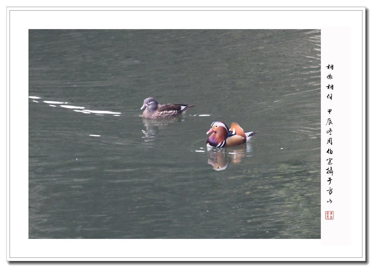 尼康D850拍鹭鸟、鸳鸯