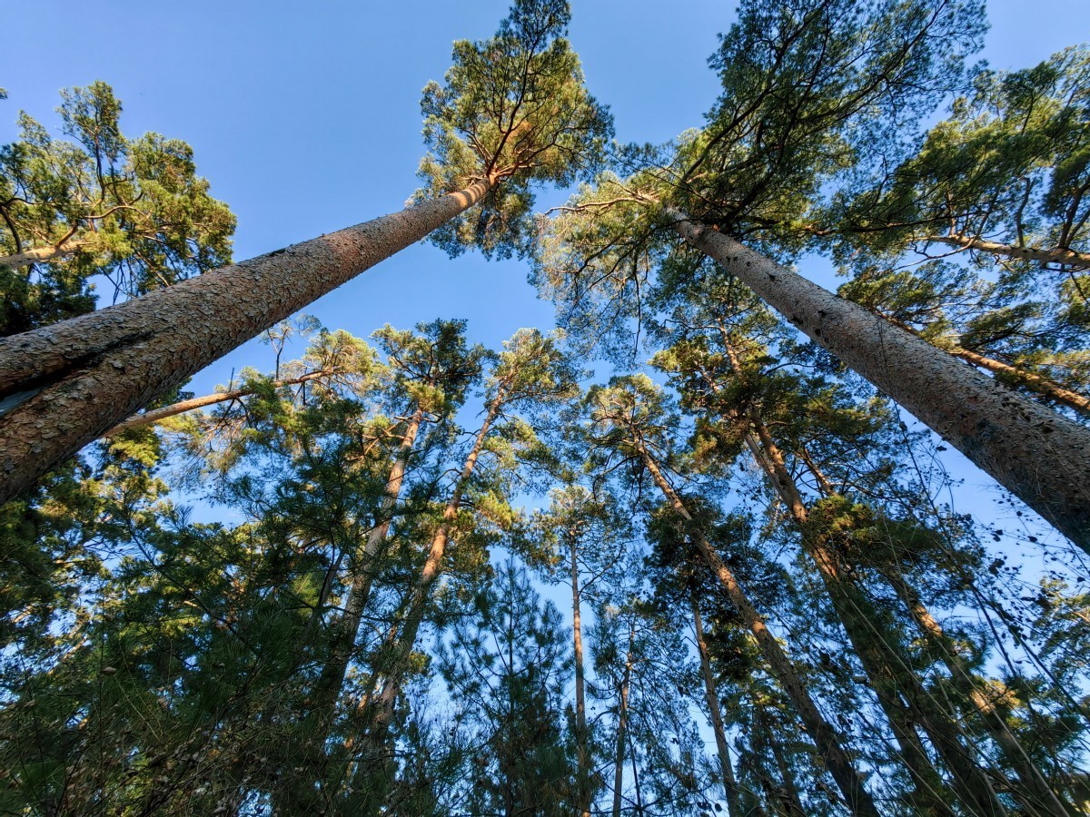 外出随拍（续237）.