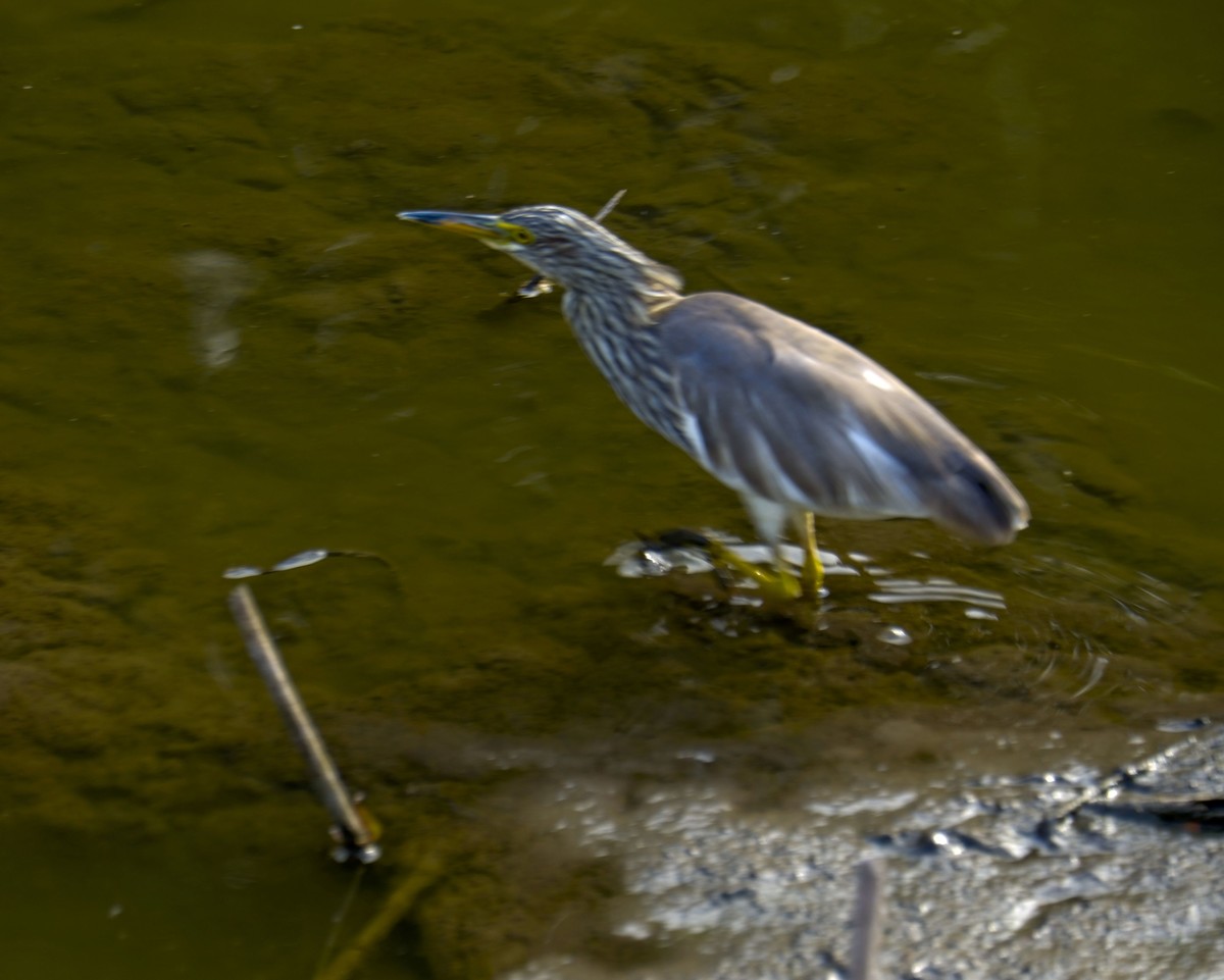 流化湖池鹭（三）