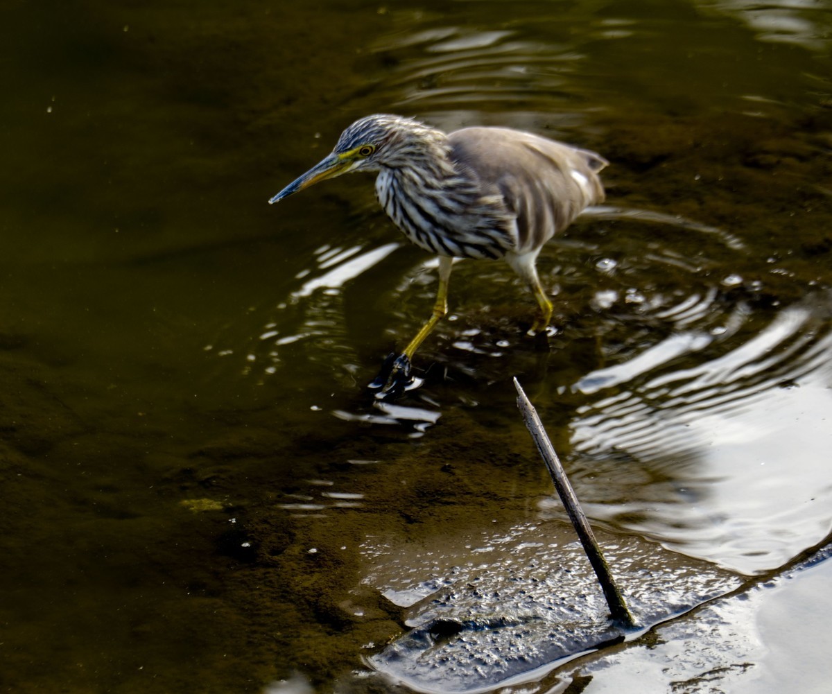 流化湖池鹭（三）