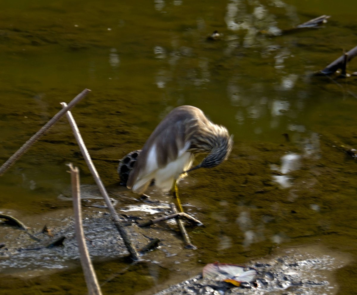 流化湖池鹭（三）