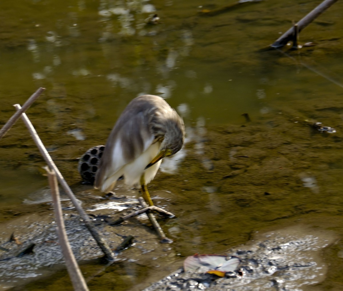 流化湖池鹭（三）