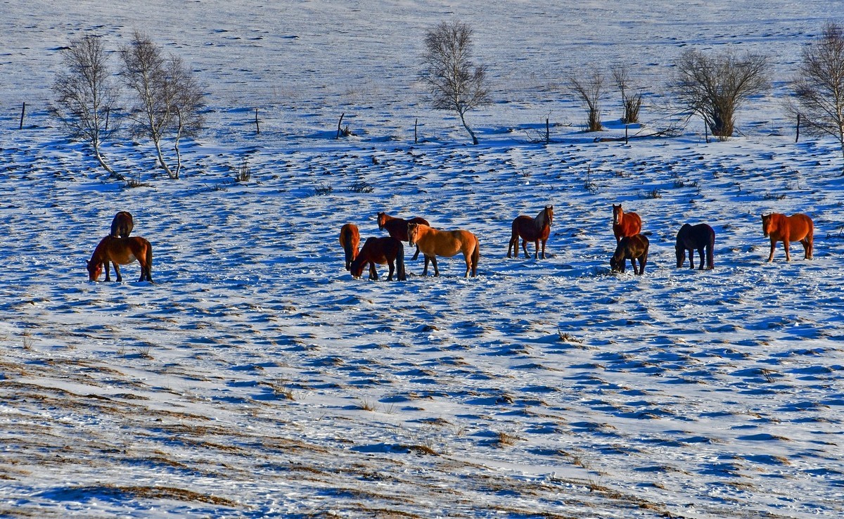 春节乌兰布统塞罕坝之行 及路上所见（四）