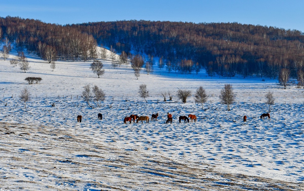 春节乌兰布统塞罕坝之行 及路上所见（四）