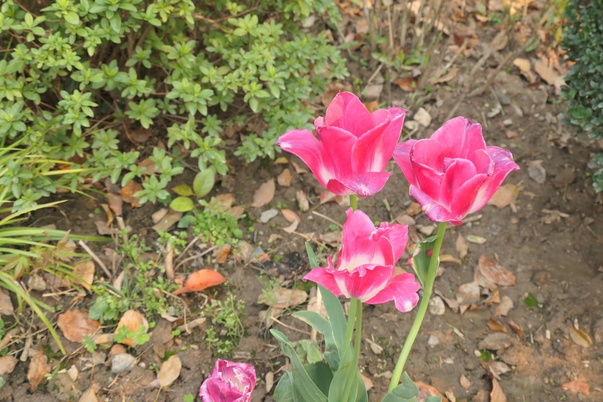 【上海东安公园风景】——摄于2025