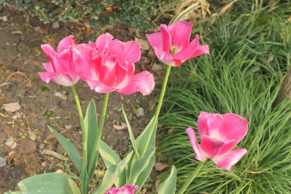 【上海东安公园风景】——摄于2025