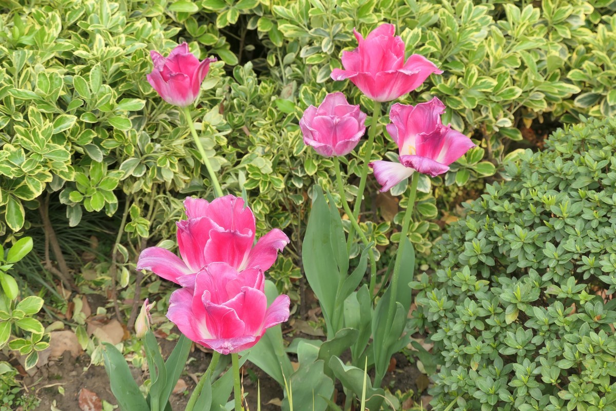 【上海东安公园风景】——摄于2025