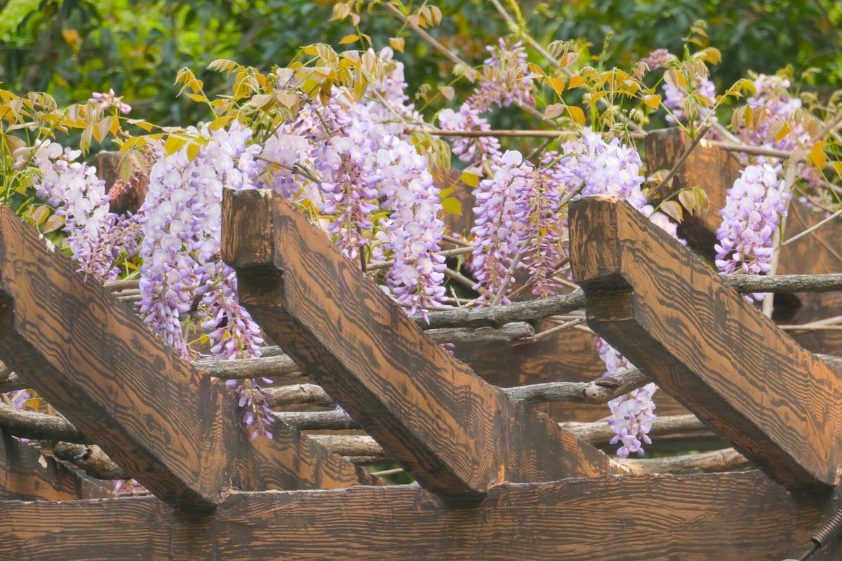 【上海东安公园风景】——摄于2025