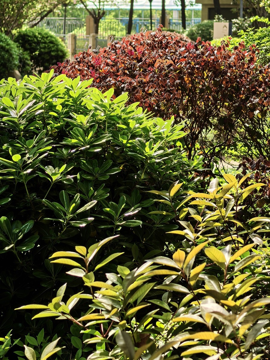 信步闲庭——武汉随笔