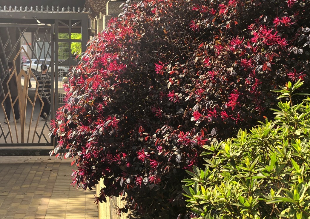 信步闲庭2——武汉随笔