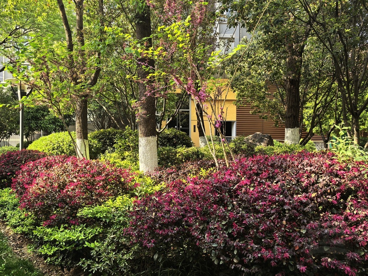 信步闲庭2——武汉随笔