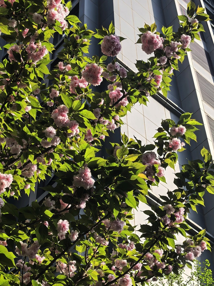 信步闲庭2——武汉随笔