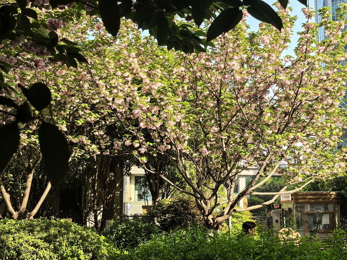 信步闲庭2——武汉随笔