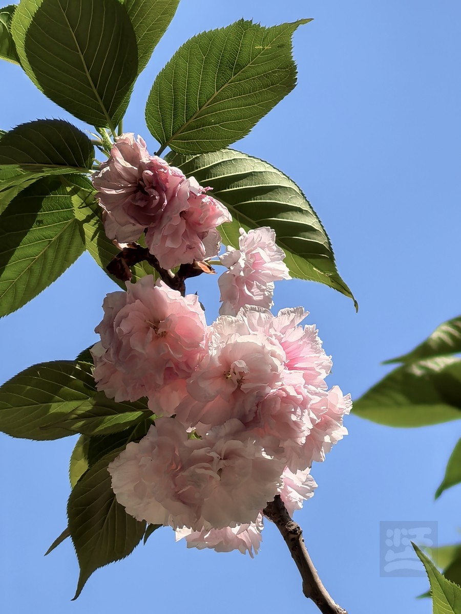 清明春色——武汉随笔