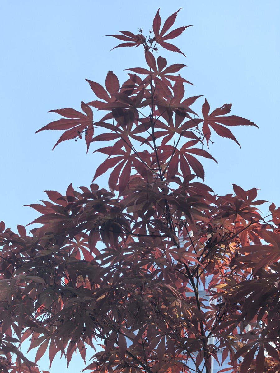 清明春色——武汉随笔