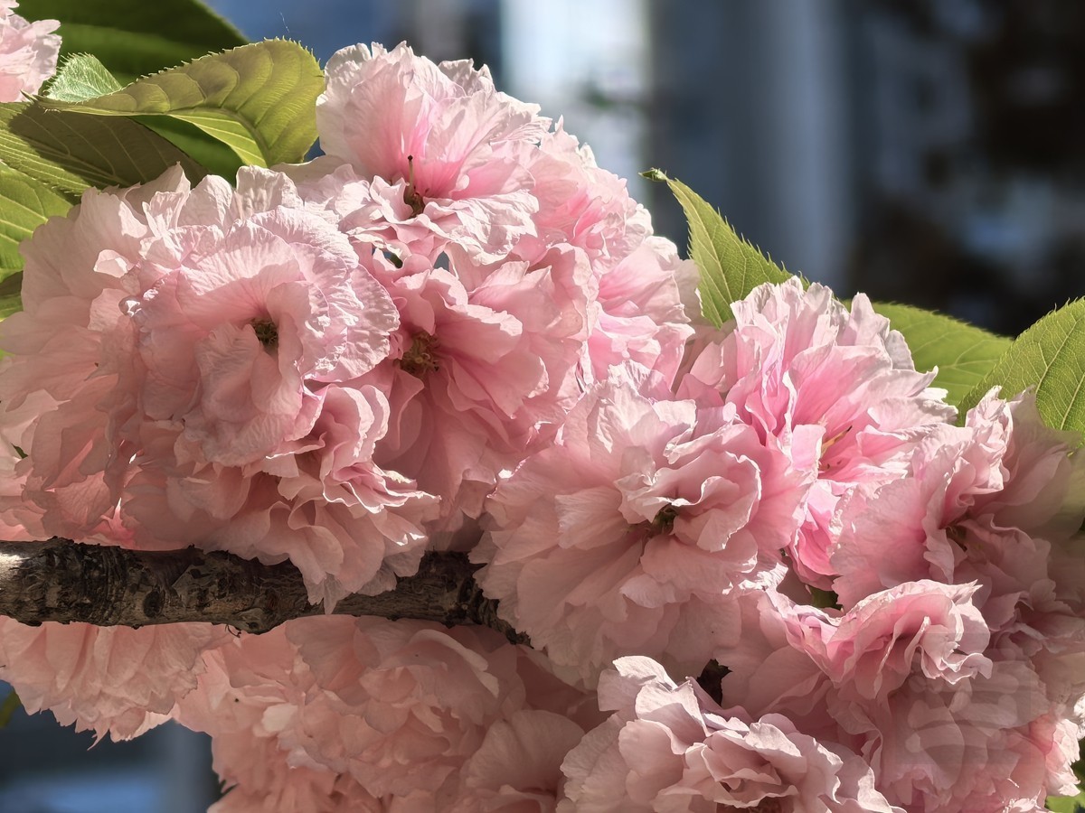 清明春色——武汉随笔