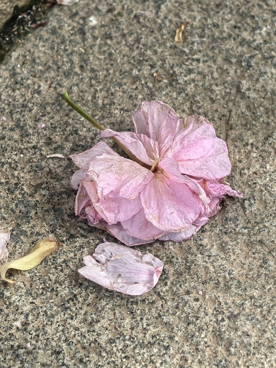 清明春色——武汉随笔