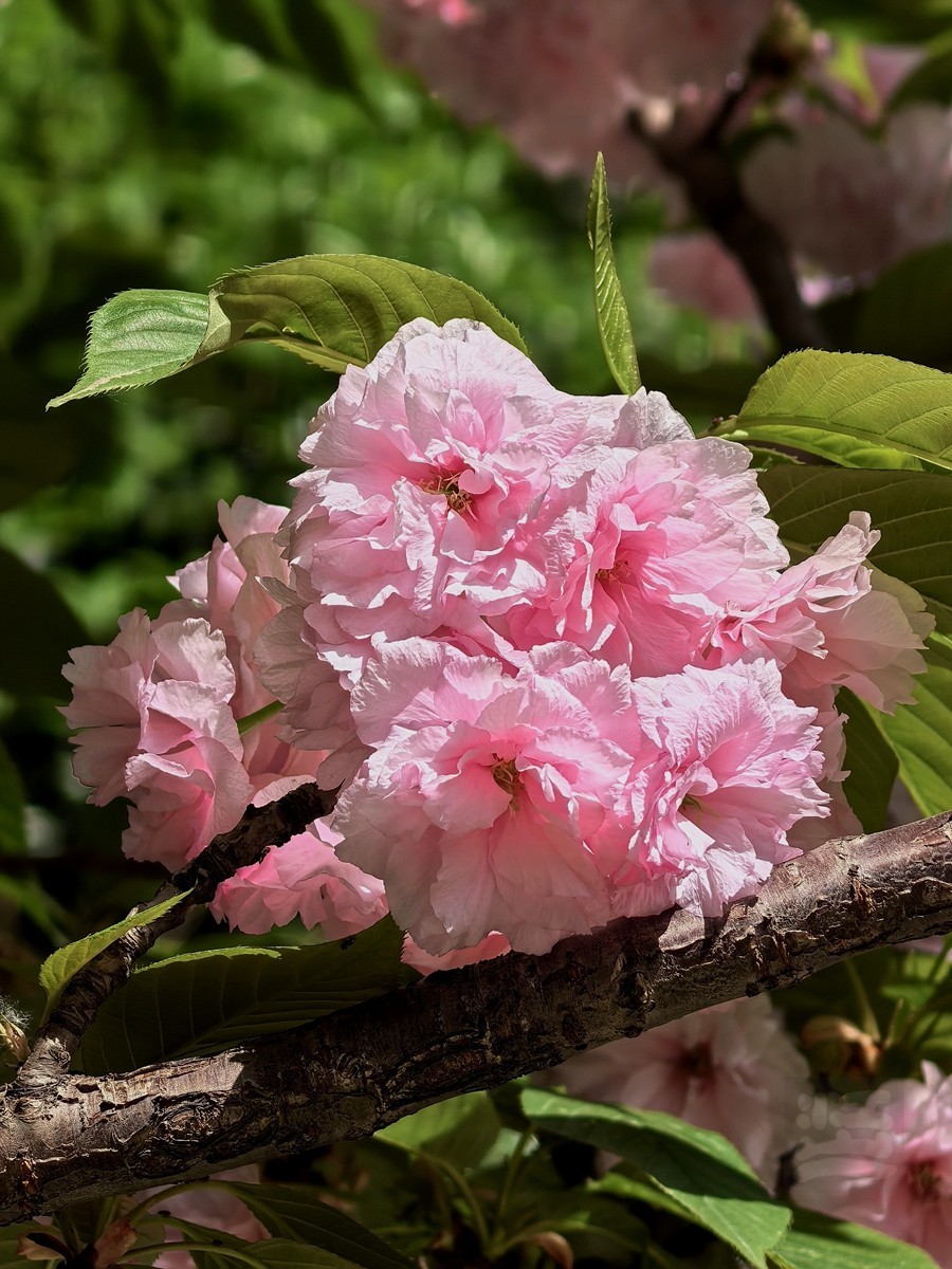 清明春色——武汉随笔