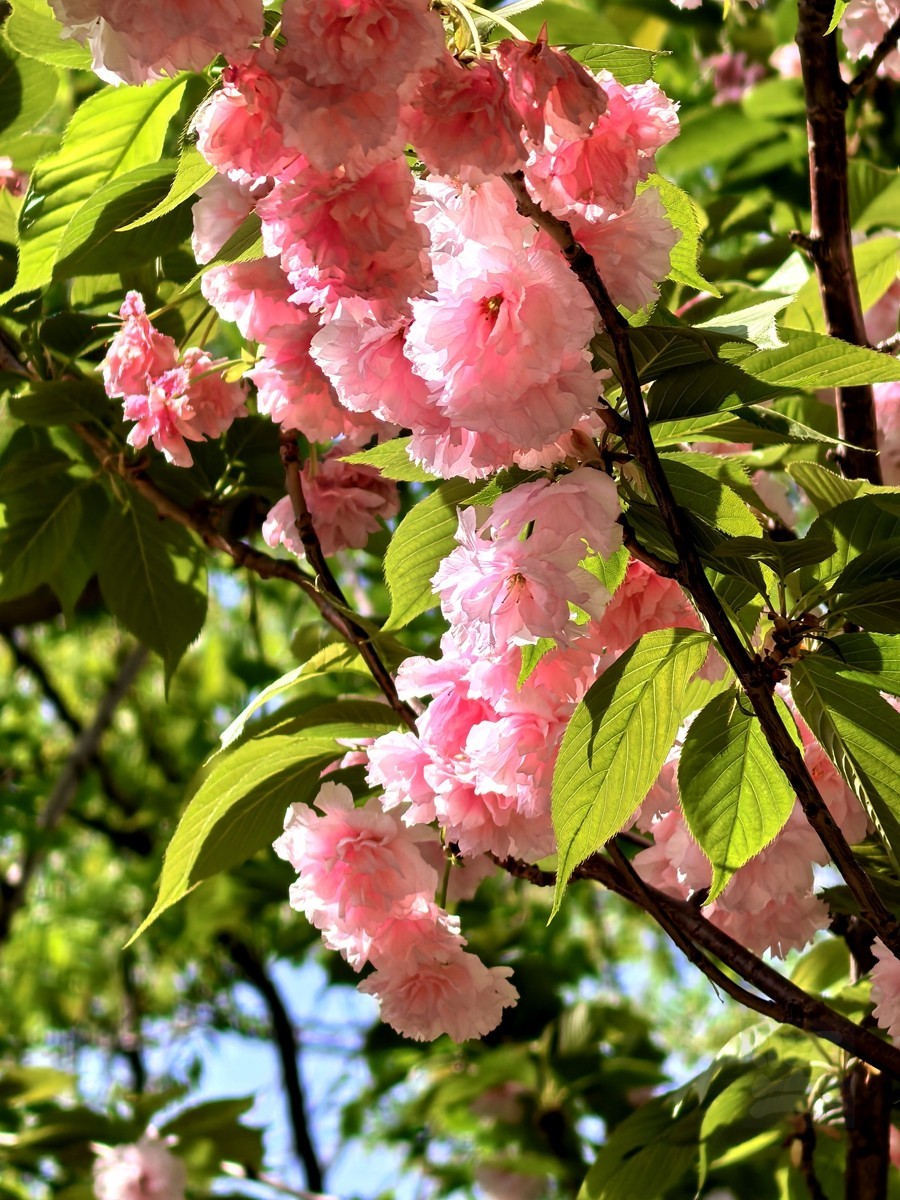 清明春色——武汉随笔