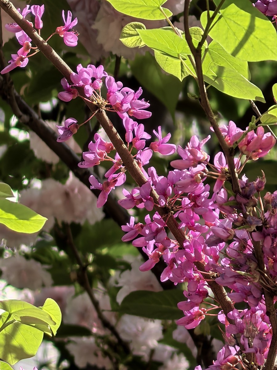 清明春色——武汉随笔