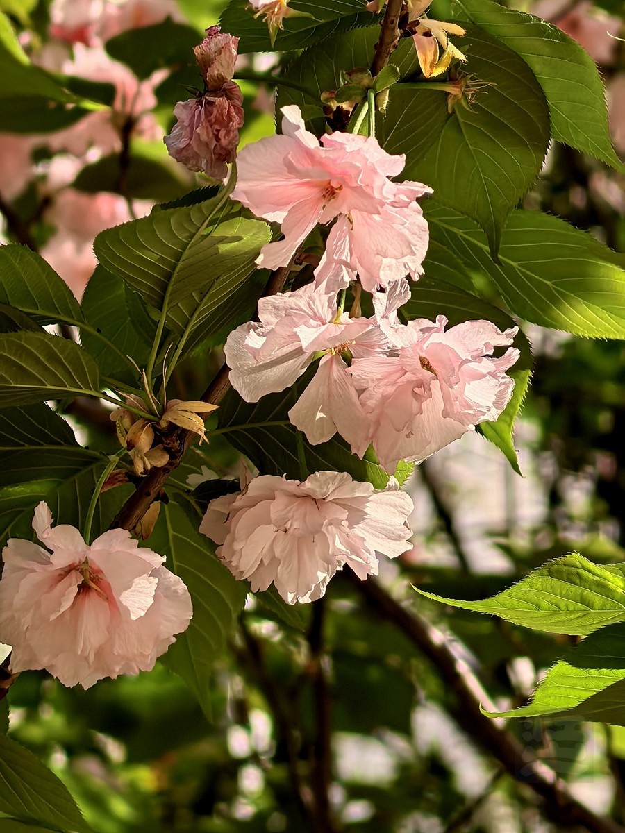 清明春色——武汉随笔