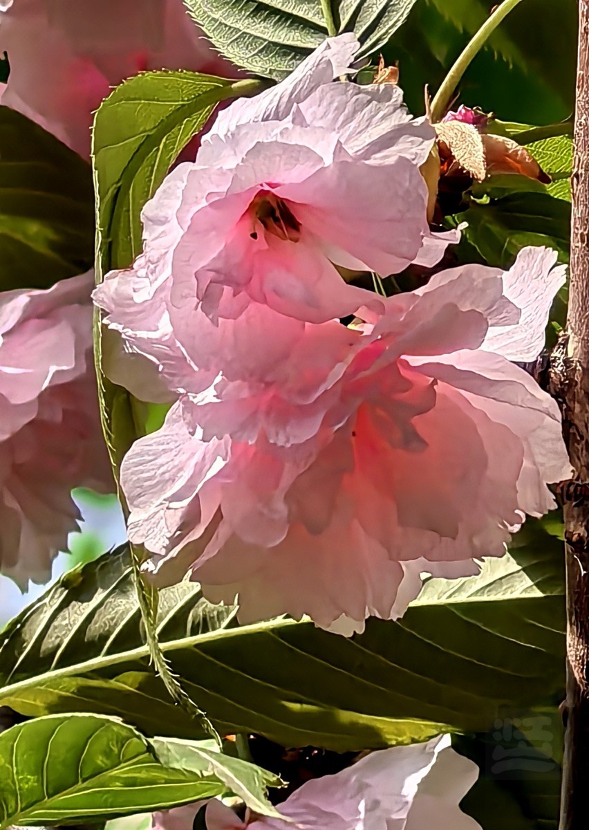 清明春色——武汉随笔