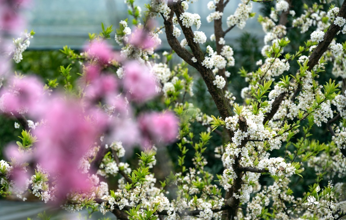 桃红、李白，春光无限。