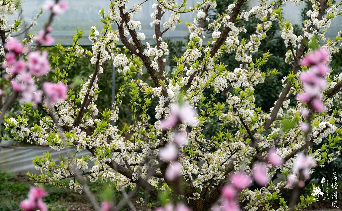桃红、李白，春光无限。