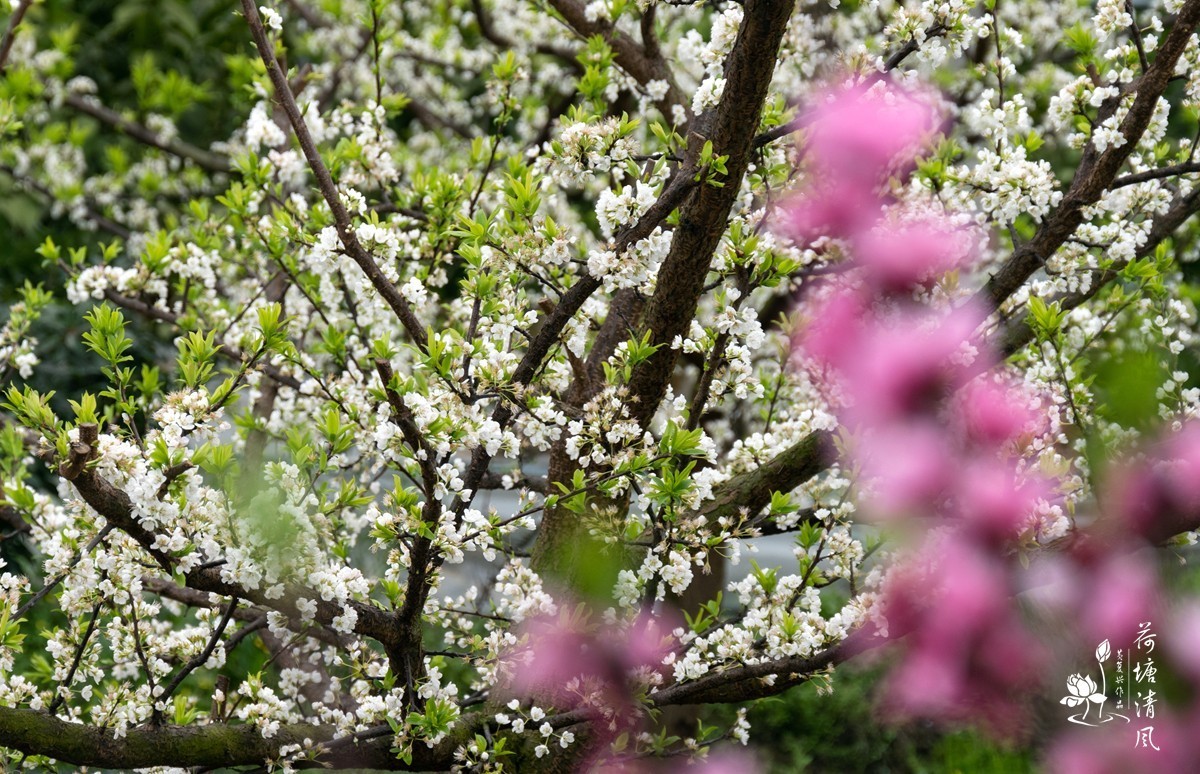 桃红、李白，春光无限。