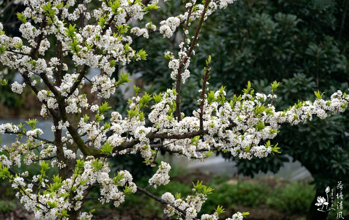 桃红、李白，春光无限。