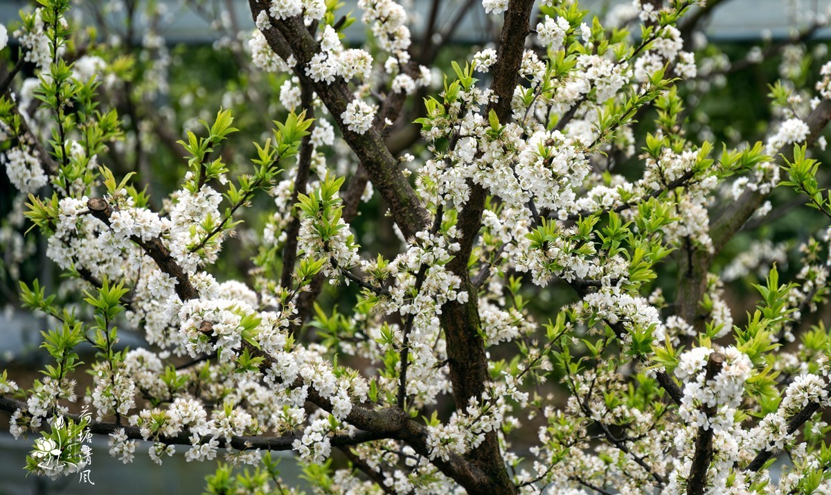 桃红、李白，春光无限。