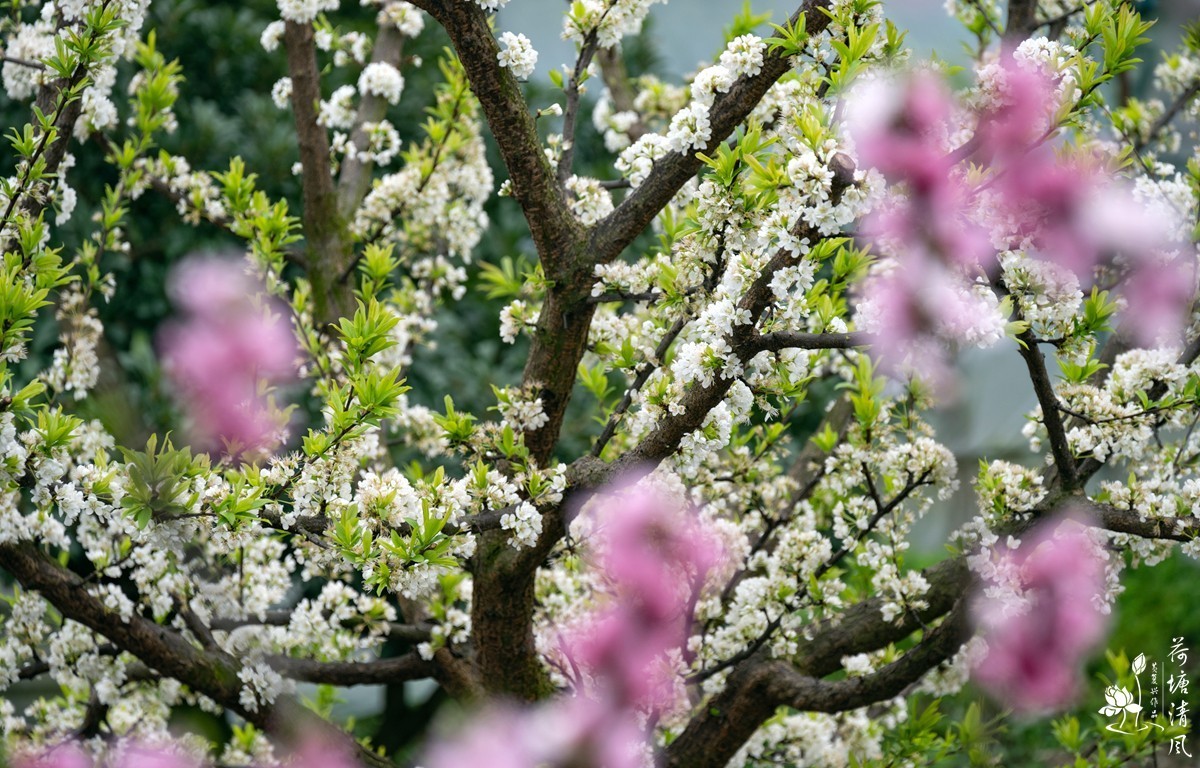 桃红、李白，春光无限。