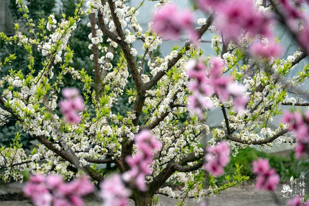 桃红、李白，春光无限。