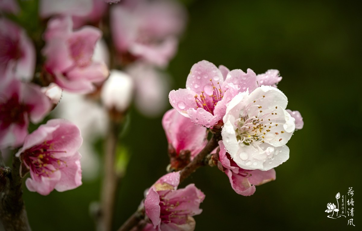 桃红、李白，春光无限。