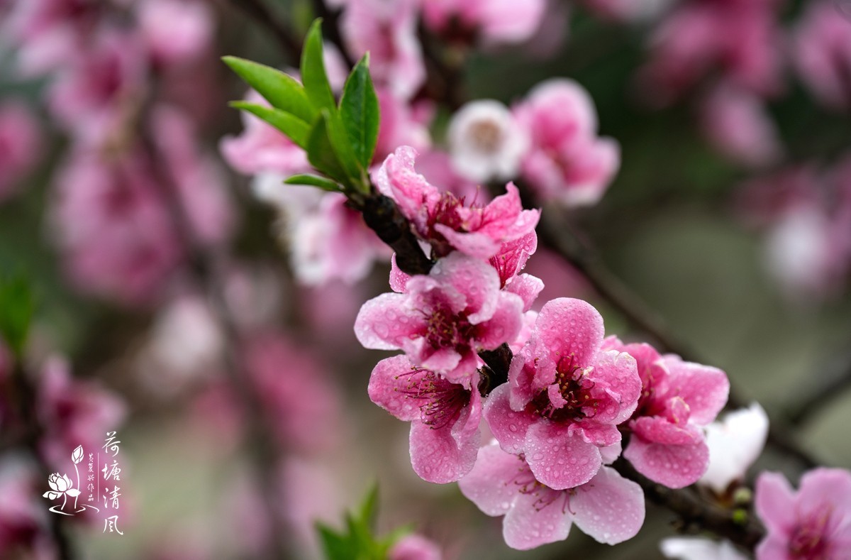 桃红、李白，春光无限。