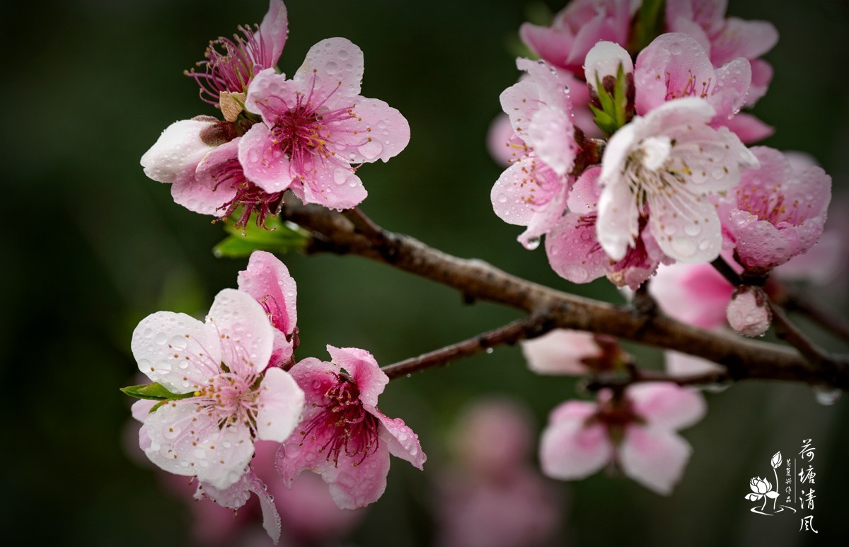 桃红、李白，春光无限。