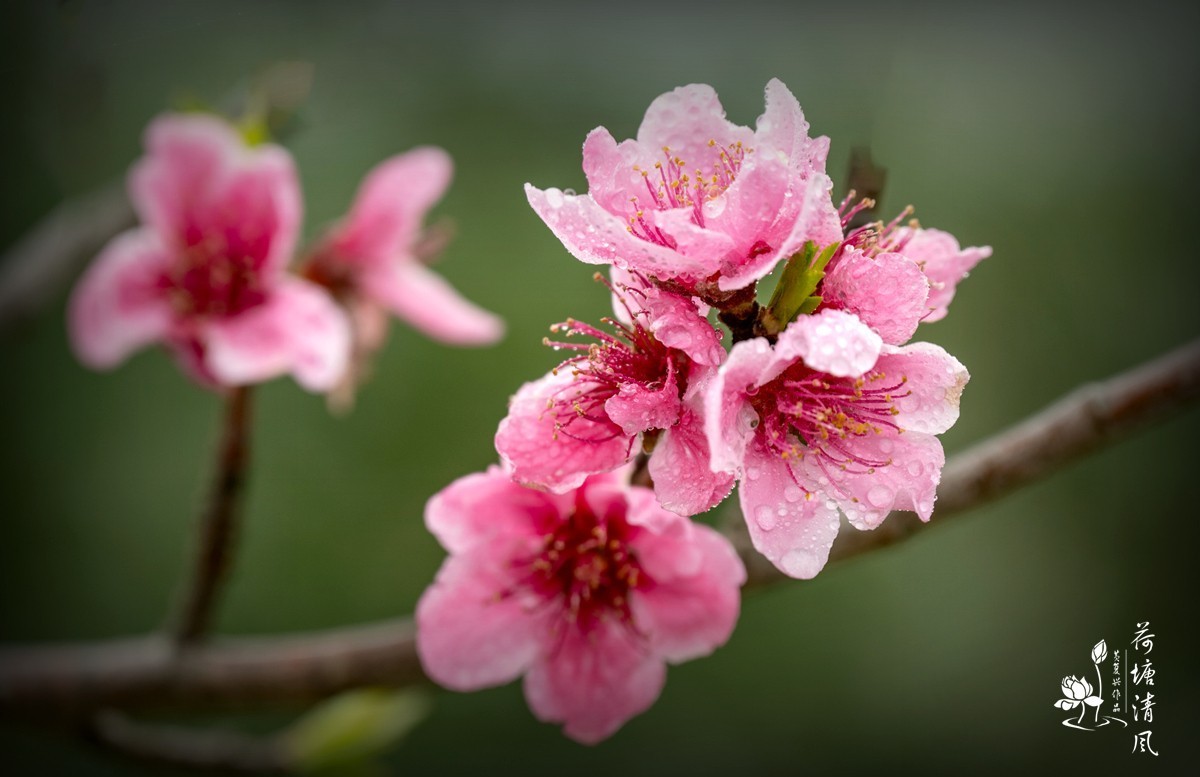 桃红、李白，春光无限。