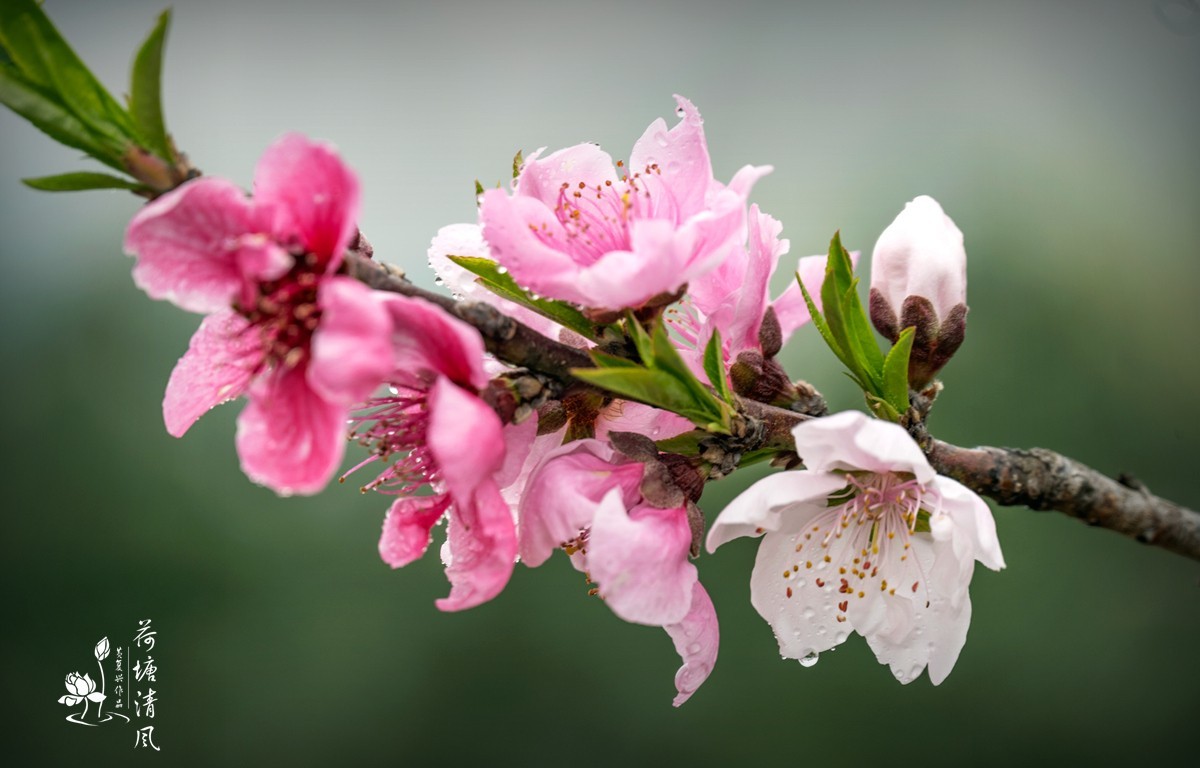 桃红、李白，春光无限。