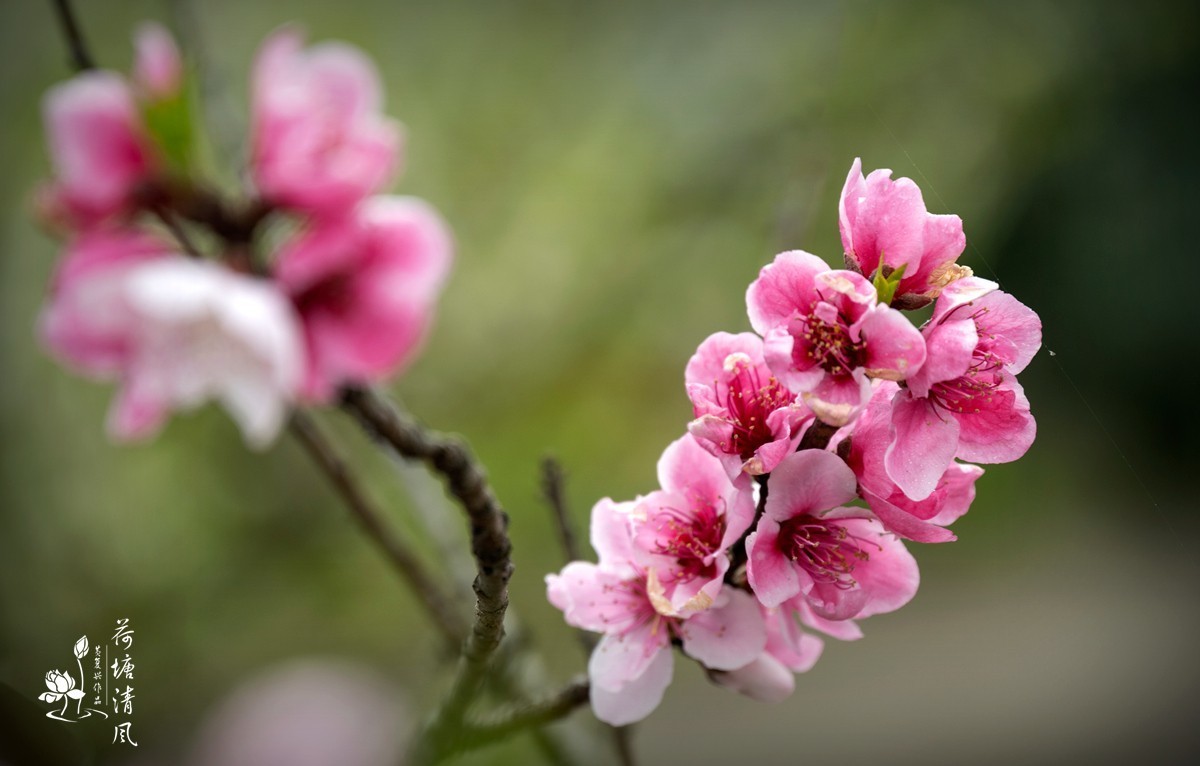 桃红、李白，春光无限。