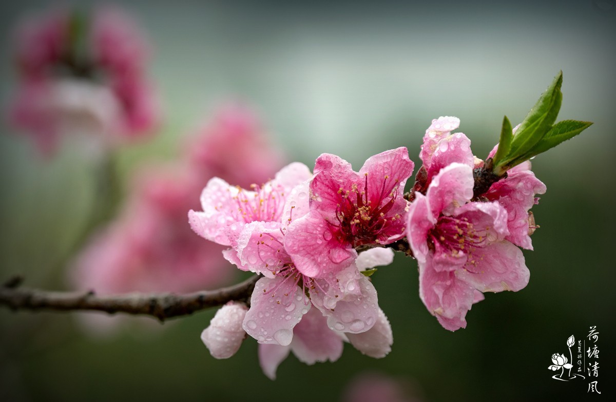 桃红、李白，春光无限。