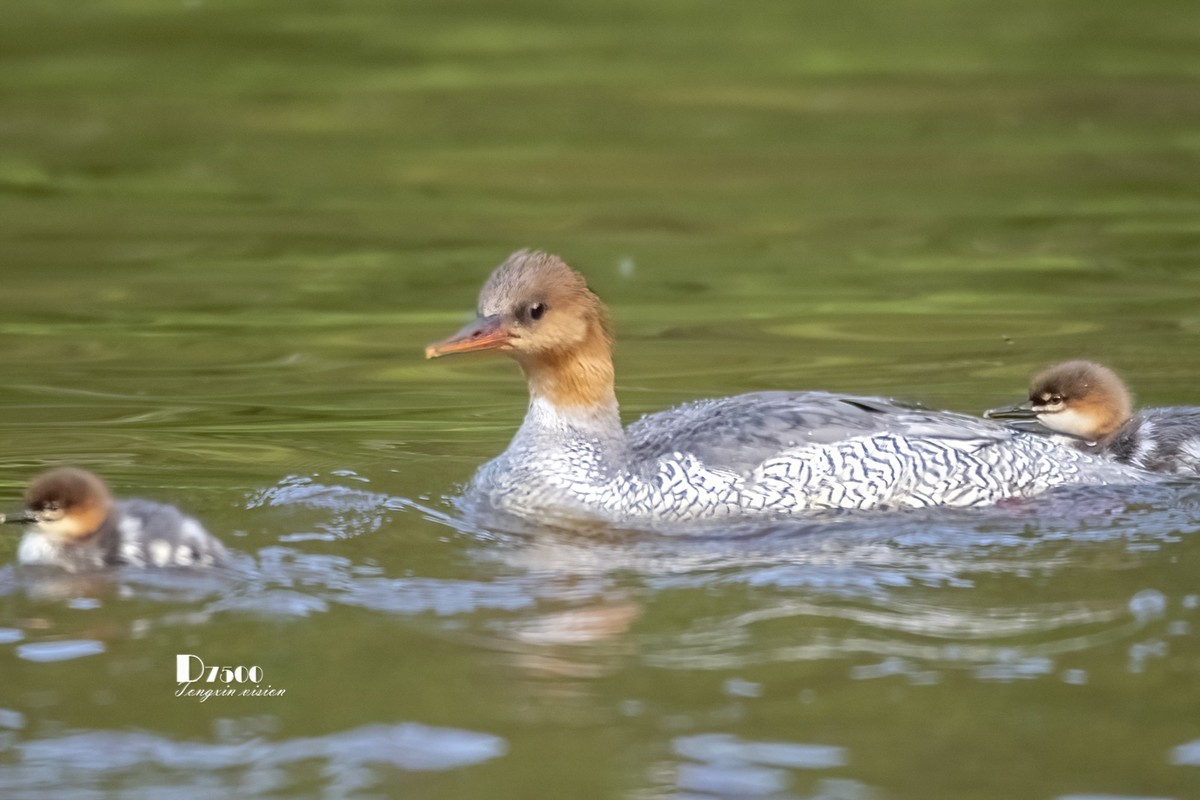 中华秋沙鸭（17）