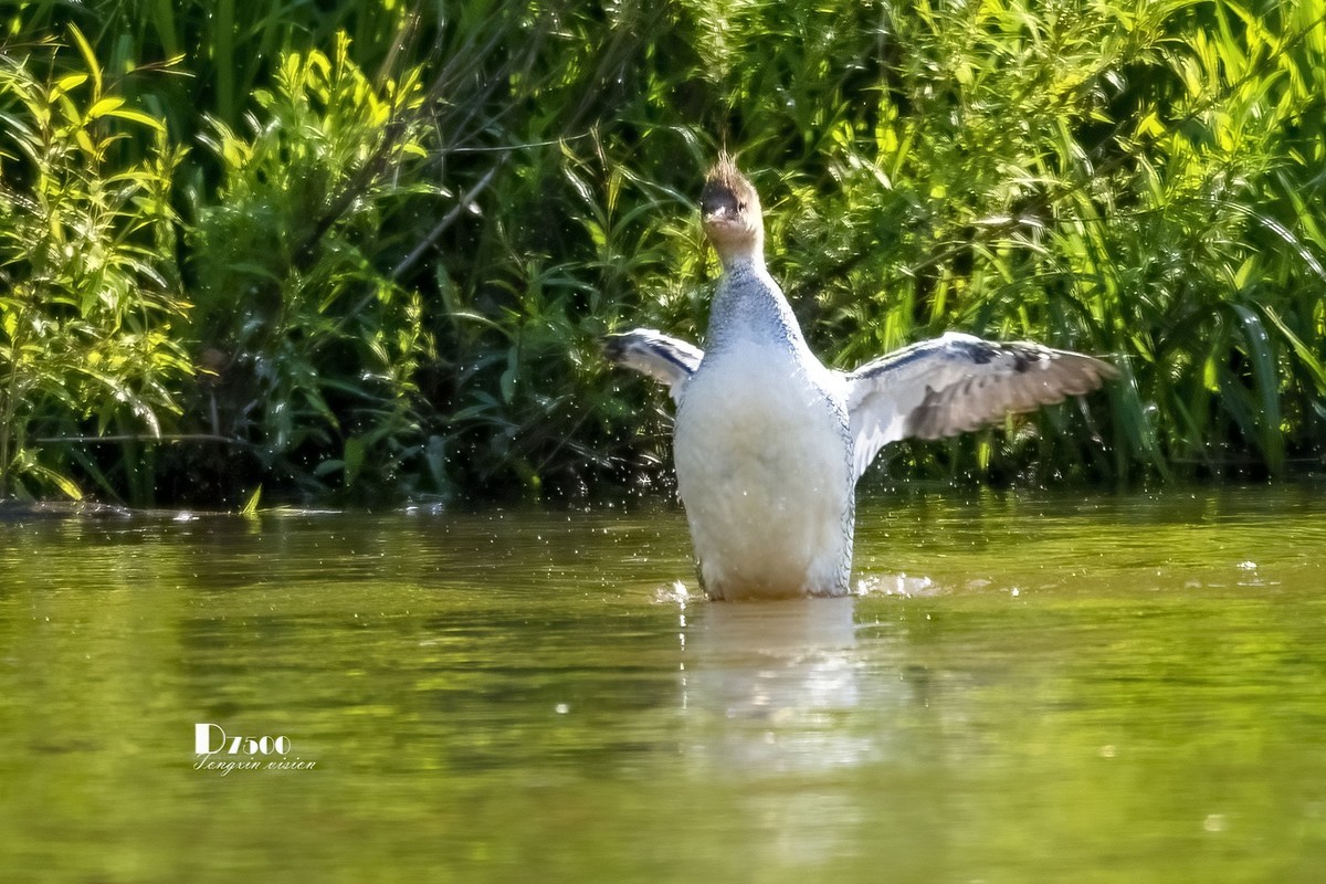中华秋沙鸭（17）