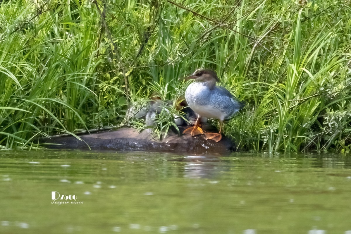 中华秋沙鸭（17）