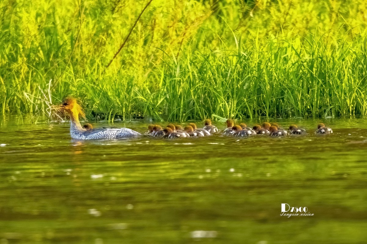 中华秋沙鸭（17）