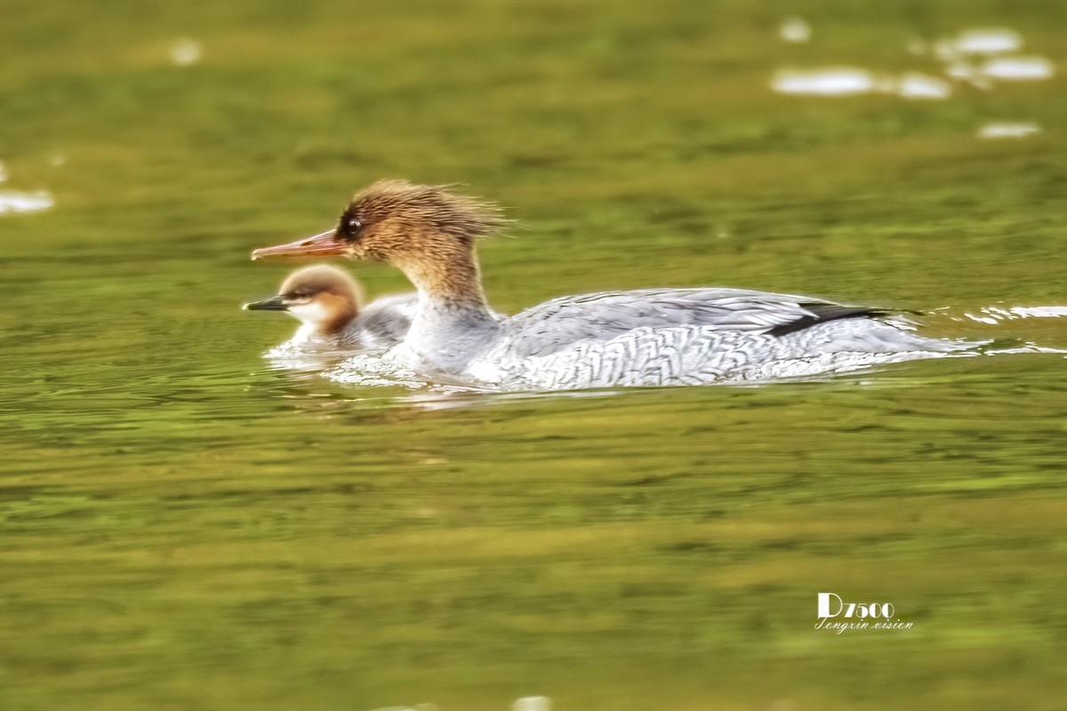 中华秋沙鸭（17）